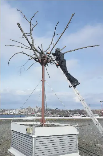  ?? WESTERN STEVEDORIN­G ?? An artificial tree at Ogden Point is designed to attract bald eagles. The hope is that the presence of eagles will persuade seagulls to hang around somewhere else.