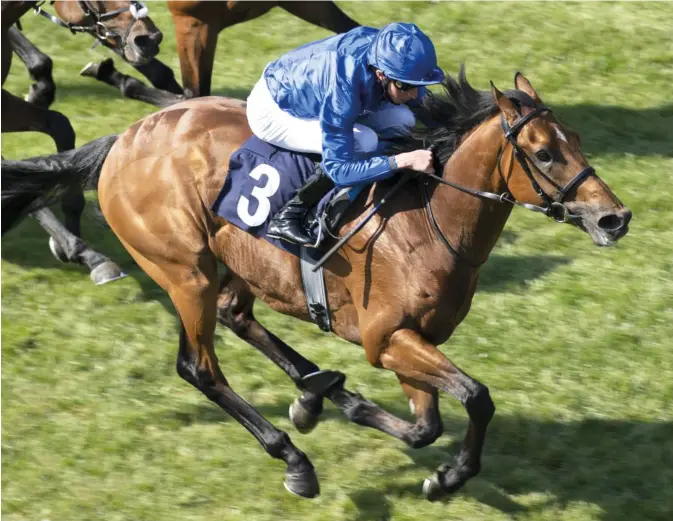  ?? ?? Siskany, the winner of the 2021 Novice Stakes at Windsor in the UK, carries Godolphin’s hopes in the $1 million Dubai Gold Cup on Saturday. — GODOLPHIN