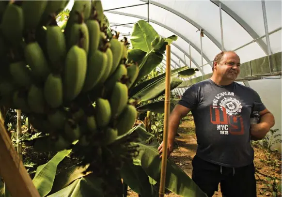  ?? AARON LYNETT PHOTOS/TORONTO STAR ?? Farmer Terry Brake grows tropical fruits including bananas, papaya and guava, as well as traditiona­l Ontario crops on the farm he operates with Laurie Macpherson in Blyth, Ont.