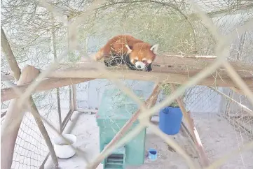  ?? — AFP photo ?? File photo shows one of the three red pandas, once destined for the exotic wildlife trade, in a sanctuary in Luang Prabang.