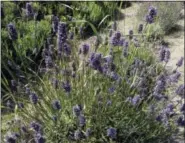  ??  ?? This photo shows flowering lavender in a garden near Coupeville, Wash., and is a culinary herb that makes into a great tea. Simply place several teaspoons of lavender buds into a tea ball and steep in boiling water for about 10 minutes. Experiment with...