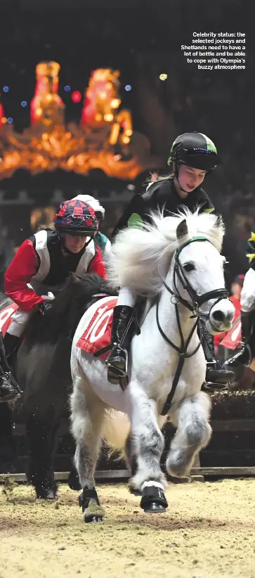 Shetland Fever What It Takes To Line Up In The Shetland Pony Grand National Pressreader