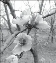  ?? Special to the Democrat-Gazette/JANET B. CARSON ?? in late winter can be burned by late freezes, and so varieties adapted to survive Arkansas’ climate are more likely to bear fruit.