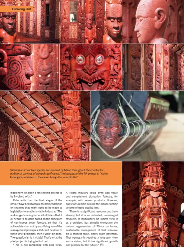  ??  ?? Tōtara is an iconic tree species and revered by Maori throughout the country for traditiona­l carvings of cultural significan­ce. The kaupapa of the TIP project is: “Kei te tohunga te whakaaro – the carver brings the wood to life”.