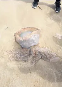  ?? Pictures: Kevin Taylor ?? The jellyfish on Pembrey Beach.