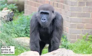  ??  ?? Kala the gorilla at Bristol Zoo
