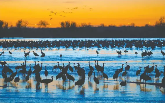  ?? NEBRASKA TOURISM ?? The spring sandhill crane migration sees up to 1.2 million birds rest and refuel in Nebraska's corn fields while flying between their wintering areas and their northern breeding grounds.