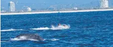  ?? Picture: WHALES IN PARADISE ?? Jet skis come close to humpback whales.
