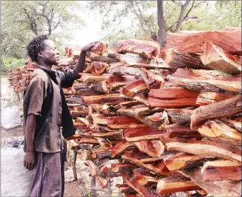 ?? Picture by Memory Mangombe ?? Machoman Ndlovu sells firewood along Hwange-Victoria Falls Road in Hwange recently. Demand for firewood is set to increase with the onset of winter.