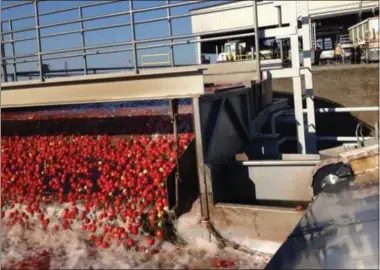  ??  ?? Un ouvrage révèle les dessous peu reluisants de la tomate utilisée pour le ketchup et les pizzas.