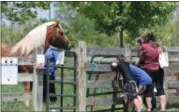  ?? JONATHAN TRESSLER — THE NEWS-HERALD ?? Visitors to Horsefest 2018 at Lake Metroparks’ Farmpark interact with an equine May 19 duringthe two-day event, which runs through 5 p.m. May 20.