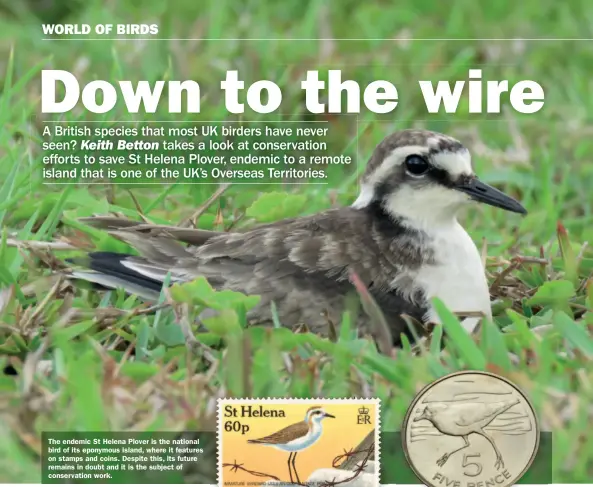  ??  ?? The endemic St Helena Plover is the national bird of its eponymous island, where it features on stamps and coins. Despite this, its future remains in doubt and it is the subject of conservati­on work.