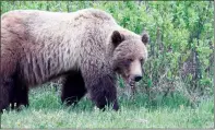  ?? CP PHOTO MARK BOYCE ?? A grizzly bear is seen in this undated handout photo. Scientists say conflict between grizzly bears and people in southweste­rn Alberta is growing.