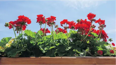  ??  ?? Window-type planters along the railing can be filled with different types of flowers. Wave petunias work well in the summer for many locations, or red geraniums can be striking if you have the right exposure to grow them and they will add a ton of...