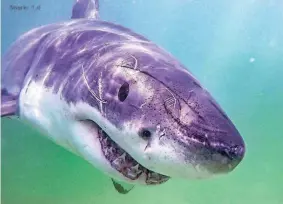  ?? ATLANTIC WHITE SHARK CONSERVANC­Y VIA AP ?? The Atlantic White Shark Conservanc­y identified 55 new sharks during its most recent research season.