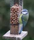  ??  ?? TOUGH GUYS: Little Blue tits are very territoria­l