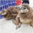  ??  ?? AFRICAN penguin chicks in the rehabilita­tion facility at Sanccob.