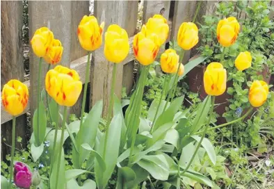  ??  ?? Above: These tulips, initially grown in pots, were transplant­ed along a fenceline after they finished blooming, to form a spring cutting garden in following years.