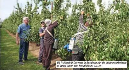  ?? Foto JCR ?? Bij fruitbedri­jf Derwael in Borgloon zijn de seizoensar­beiders al volop peren aan het plukken.