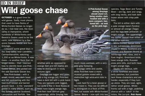  ??  ?? A Pink-footed Goose among Greylags should stand out, being smaller, dark headed and with a more compact, twotoned bill – as well as the pink legs.