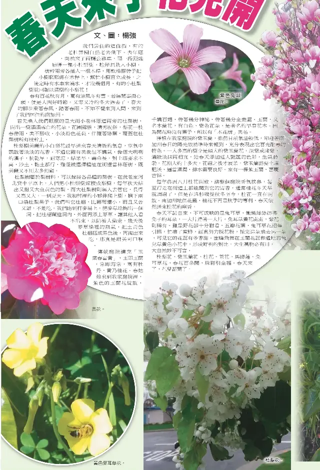 來了花兒 Pressreader