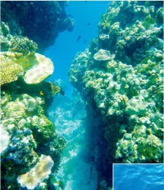  ??  ?? BELOW A steep drop-off and a narrow crack in the island reef
RIGHT Relaxing in my favourite spot on the boat BELOW Passerby visible through crystal-clear water