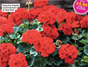  ??  ?? Enjoy the shapely scarlet flowers of ‘Best Red’