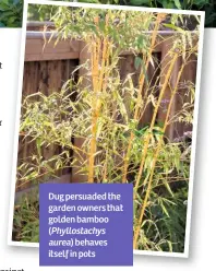  ??  ?? Dug persuaded the garden owners that golden bamboo ( Phyllostac­hys aurea) behaves itself in pots