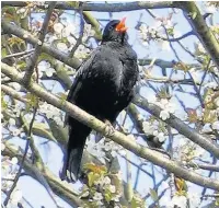  ??  ?? A blackbird in singing mode