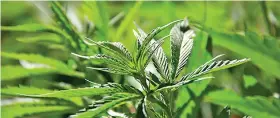  ?? ?? Bergville, a rural town under the okhahlamba local municipali­ty, will soon be a cannabis and hemp producing area.