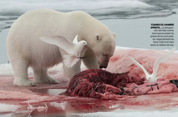  ??  ?? La desaparici­ón del hielo marino hace que escaseen las presas de los osos polares, especialme­nte las focas. Este no le hace ascos al cadáver de una.