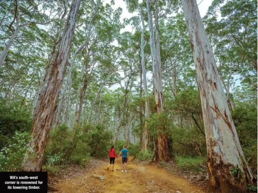  ??  ?? WA’S south-west corner is renowned for its towering timber.