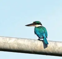  ??  ?? COLLARED Kingfisher