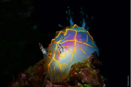  ??  ?? ABOVE A semi-translucen­t, yet very colourful, gold lace nudibranch atop a coral head on a reef off the west coast of Guam