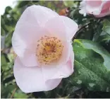  ?? HELEN CHESNUT ?? A mystery seed produced a small camellia that produces single pink flowers, charming in their simplicity.