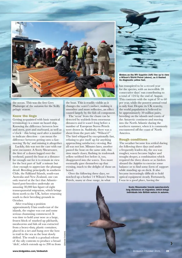  ?? ?? Birders on the MV Sapphire (left) line up to view a Wilson’s Storm Petrel (above), as it flashed its diagnostic yellow feet.
Sooty Shearwater travels spectacula­rly long distances on migration, which brings individual­s into British waters in autumn.