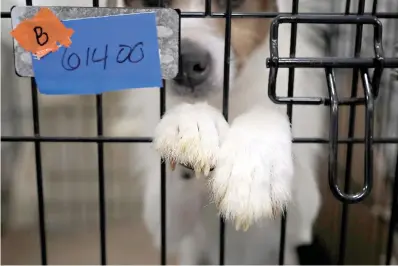  ?? AP Photo/ Julio Cortez,
File ?? ABOVE:
A Parson Russell terrier sits in a kennel June 14 at St. Hubert’s Animal Welfare Center after being treated in Madison, N.J. A pet’s torn knee ligaments or a broken leg that needs
surgery could cost a few thousand dollars. Even stitches to close a bite wound after a scrap with another dog
can cost several hundred dollars. Fortunatel­y, pet insurance can defray some of these costs. But many U.S. pet owners don’t have
it.