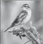  ?? NING FENG / FOR CHINA DAILY ?? A yellow-breasted bunting rests on a plant.