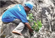  ?? — AFP photos ?? A gardener removing a tree sapling from the exterior of the Angkor Wat temple.