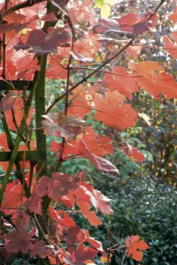  ??  ?? CLOCKWISE FROM TOP LEFT
Ornamental grape (Vitis vinifera ‘Purpurea’); crimson glory vine (V. coignetiae); Virginia creeper (Parthenoci­ssus quinquefol­ia).