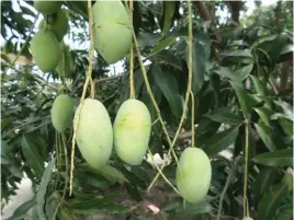  ??  ?? An engineer who had no constructi­on jobs due to the poor economy in the 1980s, bought a farm and planted mangoes as outlet for his frustratio­ns.