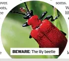  ?? ?? BEWARE: The lily beetle