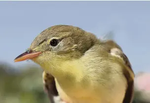  ??  ?? ●● Icterine Warbler