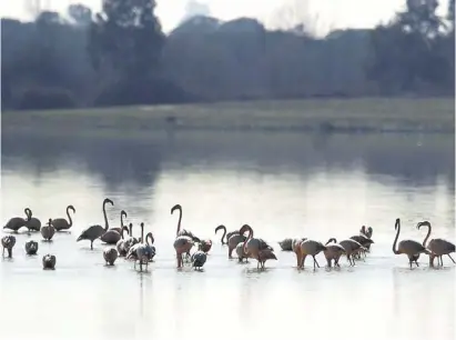  ?? Foto: WWF ?? Seit 1994 ist Doñana von der Unesco als Weltnature­rbe ausgewiese­n.