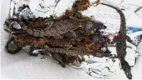  ??  ?? Feeling fine: The five baby crocodiles uncovered at Sibu Airport.