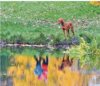  ?? FOTO: ZINKEN/DPA ?? Ein freilaufen­der Hund kann für Jogger zu einem Problem werden.