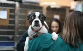  ?? ERIC BONZAR — THE MORNING JOURNAL ?? Boston Terrier Olivia waits to have her needs tended to at Lorain Animal Clinic Inc., while in the arms of veterinary technician Melinda Wood, March 8.