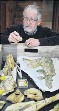  ?? PHOTO: CHRISTINE O’CONNOR ?? Ancient ancestor . . . University of Otago paleontolo­gist Prof Ewan Fordyce holds a distinctiv­e whale ear bone fossil from a ‘‘new’’ baleen whale genus.