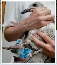  ??  ?? DEADLY: A young seagull caught in a face mask. Above, activist Emliy Stevenson in Cornwall