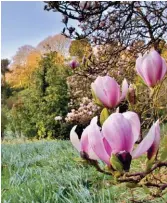  ??  ?? In the pink: a cup-and-saucer magnolia